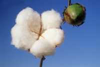 Cotton