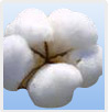 Raw Cotton
